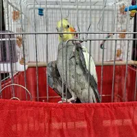 ۱جفت عروس هلندی