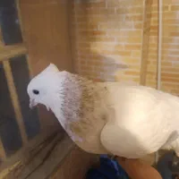 کفتر طوقی ماده|پرنده|فولادشهر, مسکن مهر فولادشهر|دیوار