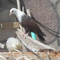 کلاغ کربلایی