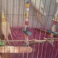 عروس هلندی جفت