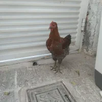 فروش جوجه خروس محلی