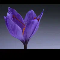 حقوق بالا.فروشنده.پاچالدار.کارگرساده.خانم و اقا|استخدام بازاریابی و فروش|مشهد, عیدگاه|دیوار