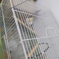 ی جفت عروس هلندی مولد