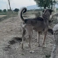 سگ عراقی