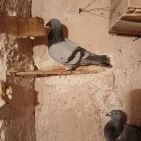 کفتر جوجه المانی|پرنده|مشهد, کوی سیدی|دیوار