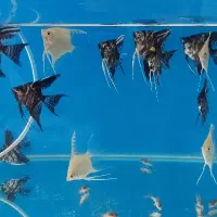 گوپی آنجل کالر زبرا فایتر پلاتی لجنخوار کتفیش|ماهی|قزوین, |دیوار