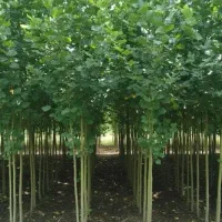 نهالستان صنوبر گردو و بادام