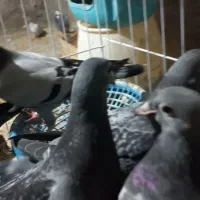 جوجه پلاکی درجه یک مسابقه ای