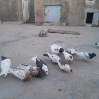 کفتر رنگی|پرنده|گرمه, |دیوار