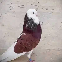کبوتر شازده قرمز قنار