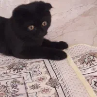 بچه گربه بازیگوش اسکاتیش دبل فولد
