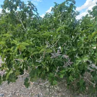 فروش-باغ-انجیر