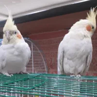 لوتینودستی