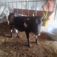 ماده گاوباگوساله