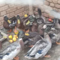 اردک نر و ماده کله سبز و قهوه ای