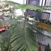 گل کاج|گل و گیاه طبیعی|نورآباد, |دیوار