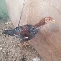 خروس ویاندوت آمریکایی و خروس لاری|حیوانات مزرعه|سبزوار, امیر کبیر|دیوار