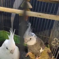 عروس هلند جفت نر و ماده مولد تخم گذار