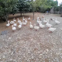 قو غاز|حیوانات مزرعه|رشت, بازار|دیوار