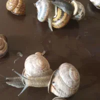 حلزون|خزنده|تهران, دولاب|دیوار