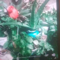 با بهترین قیمت به فروش می‌رسد