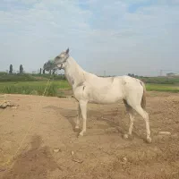 مادیان ترکمن آبستن
