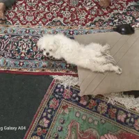 مفقودی سگ کوچک شیتزو تریر در ارومیه|حیوانات|ارومیه, |دیوار