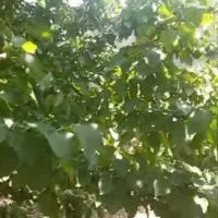 باغچه حسین آباد قاجار|فروش خانه و ویلا|قرچک, شهرک طلائیه|دیوار