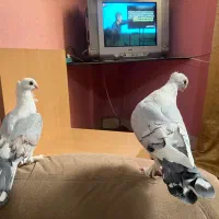 کبوتر ساتن  یک جفت