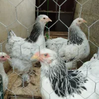 دو عدد مرغ برهما لایت