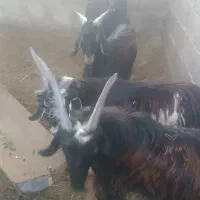 چهار کهره نرچاق وسرحال|حیوانات مزرعه|برازجان, |دیوار