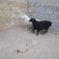 ۲راس میش جوان آبستن|حیوانات مزرعه|تایباد, |دیوار