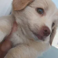 توله تریر اشپیتز ۴۷۰۰