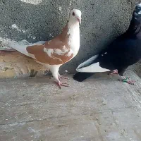 کبوتر کفتر