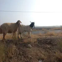 بز نر عالی کله سیاه