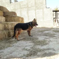 فروش سگ ژرمن|سگ|شاهرود, |دیوار