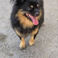 واگذاری پامر اشپیتز