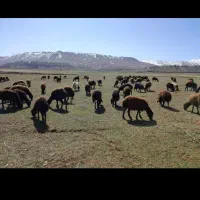 گوسفند بره ای نر و ماده پروار 70راس یکجا|حیوانات مزرعه|قزوین, |دیوار