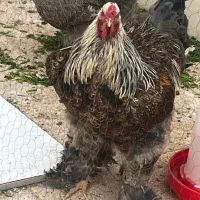 مرغ و خروس برهما