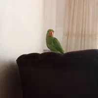 طوطی دستی خوشکل|پرنده|تایباد, |دیوار