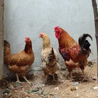 مرغ و خروس محلی اصیل قدیمی
