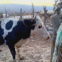 گاو برای فروش