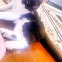 واگذاری رایگان