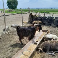 بزغاله نر و بره نر چاق