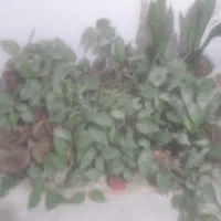 گل پتوس|گل و گیاه طبیعی|بجنورد, |دیوار