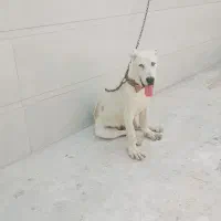 میخام بفروشم