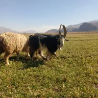 چبش . دبر .پازن|حیوانات مزرعه|مرودشت, ده بید|دیوار