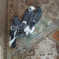 کبوتر|پرنده|قم, نوبهار|دیوار