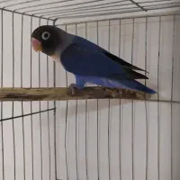 یک عدد طوطی برزیلی