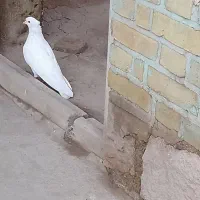 کبوتر سفید